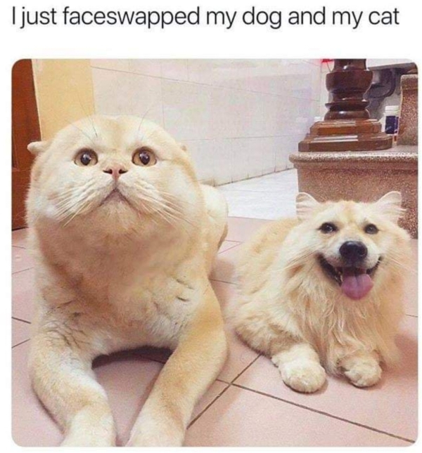 dog cat face swap - I just faceswapped my dog and my cat