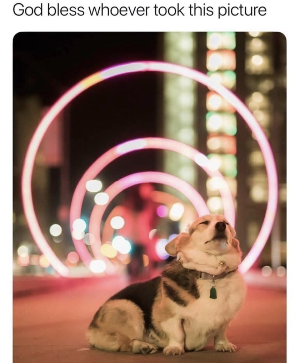 amazing doggo - God bless whoever took this picture