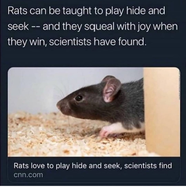 rats can be taught to play hide - Rats can be taught to play hide and seek and they squeal with joy when they win, scientists have found. Rats love to play hide and seek, scientists find cnn.com