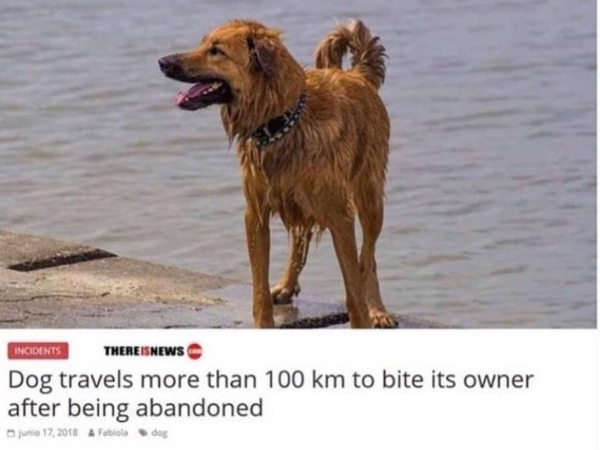 dog travels 100 km to bite owner - Incidents Thereisnews Dog travels more than 100 km to bite its owner after being abandoned junio 17, 2018 A Fabiola d og