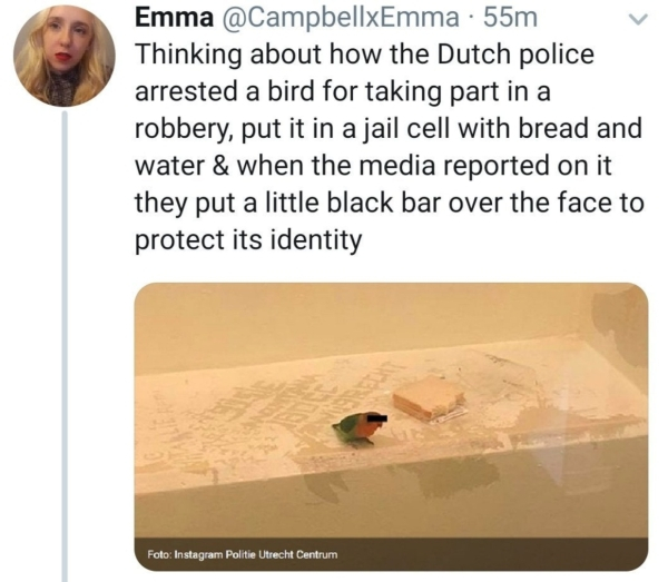 thinking about how the dutch police arrested - Emma 55m Thinking about how the Dutch police arrested a bird for taking part in a robbery, put it in a jail cell with bread and water & when the media reported on it they put a little black bar over the face 