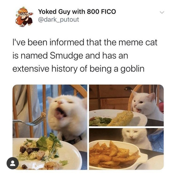 eating - Yoked Guy with 800 Fico I've been informed that the meme cat is named Smudge and has an extensive history of being a goblin