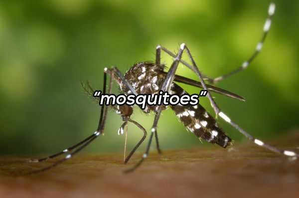 aedes albopictus - mosquitoes