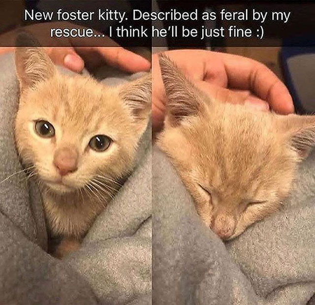 photo caption - New foster kitty. Described as feral by my rescue... I think he'll be just fine
