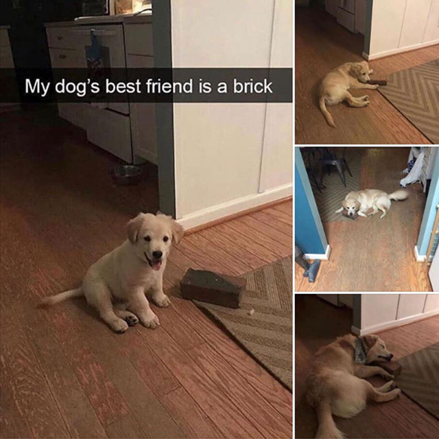 my dog's best friend is a brick - My dog's best friend is a brick