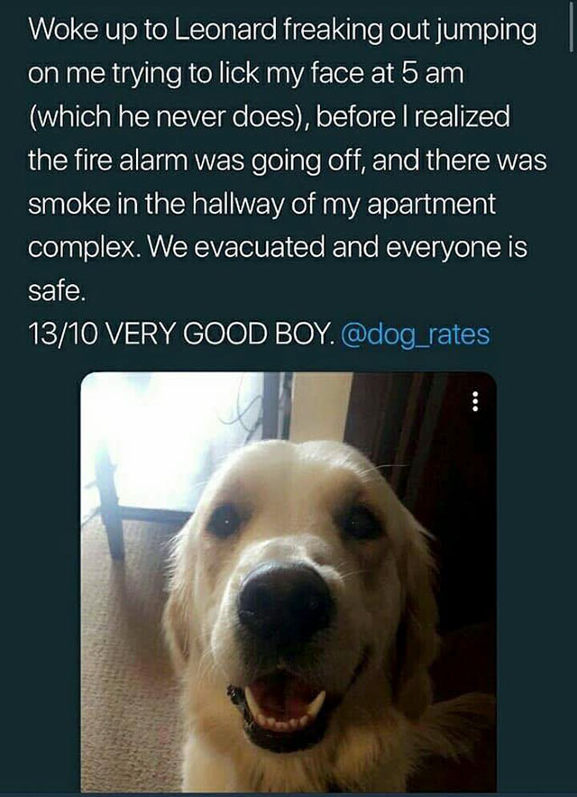 photo caption - Woke up to Leonard freaking out jumping on me trying to lick my face at 5 am which he never does, before I realized the fire alarm was going off, and there was smoke in the hallway of my apartment complex. We evacuated and everyone is safe