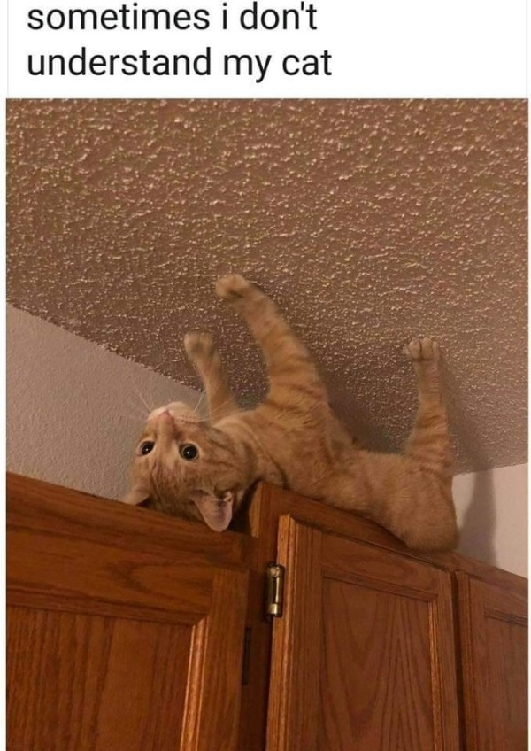 spider cat - sometimes i don't understand my cat