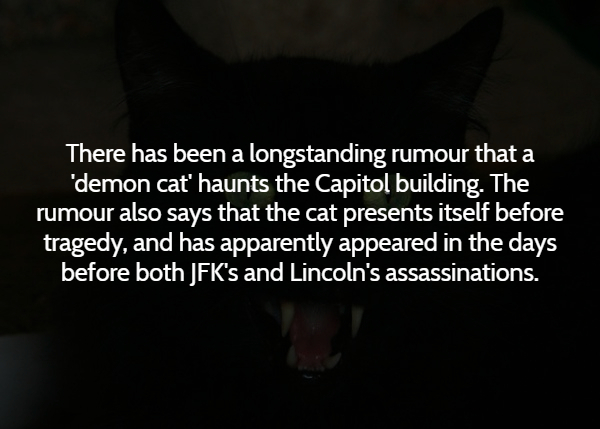 stephen jay gould - There has been a longstanding rumour that a demon cat' haunts the Capitol building. The rumour also says that the cat presents itself before tragedy, and has apparently appeared in the days before both Jfk's and Lincoln's assassination