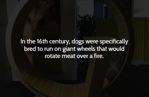 darkness - 'In the 16th century, dogs were specifically bred to run on giant wheels that would rotate meat over a fire.