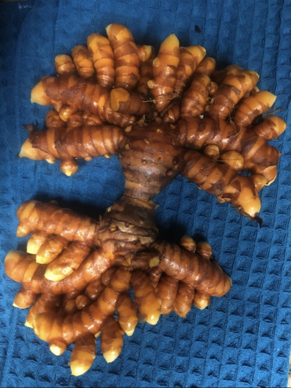 galangal