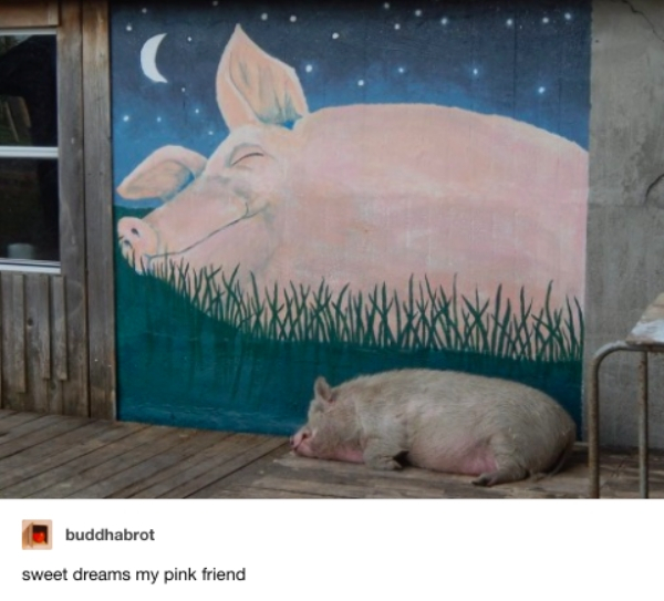 shut the fuck up and post dream pig - buddhabrot sweet dreams my pink friend