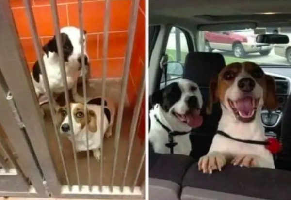 before and after adoption