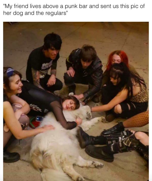 photo caption - "My friend lives above a punk bar and sent us this pic of her dog and the regulars"