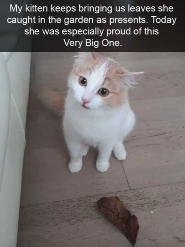 wholesome cat memes - My kitten keeps bringing us leaves she caught in the garden as presents. Today she was especially proud of this Very Big One.