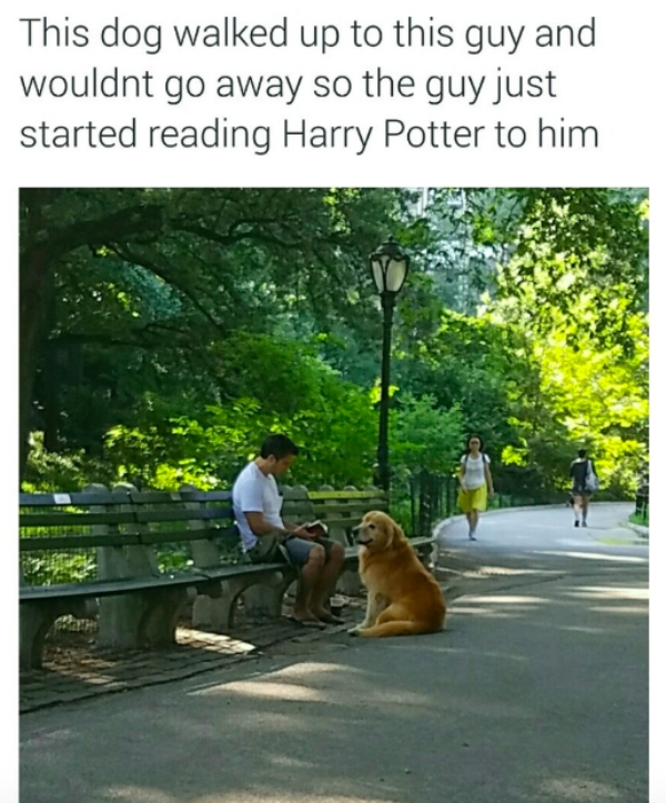 Harry Potter - This dog walked up to this guy and wouldnt go away so the guy just started reading Harry Potter to him