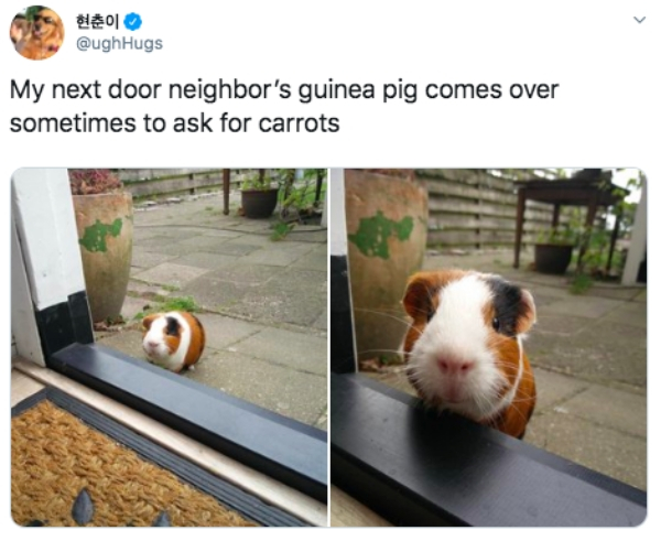 damn guinea pig meme - My next door neighbor's guinea pig comes over sometimes to ask for carrots
