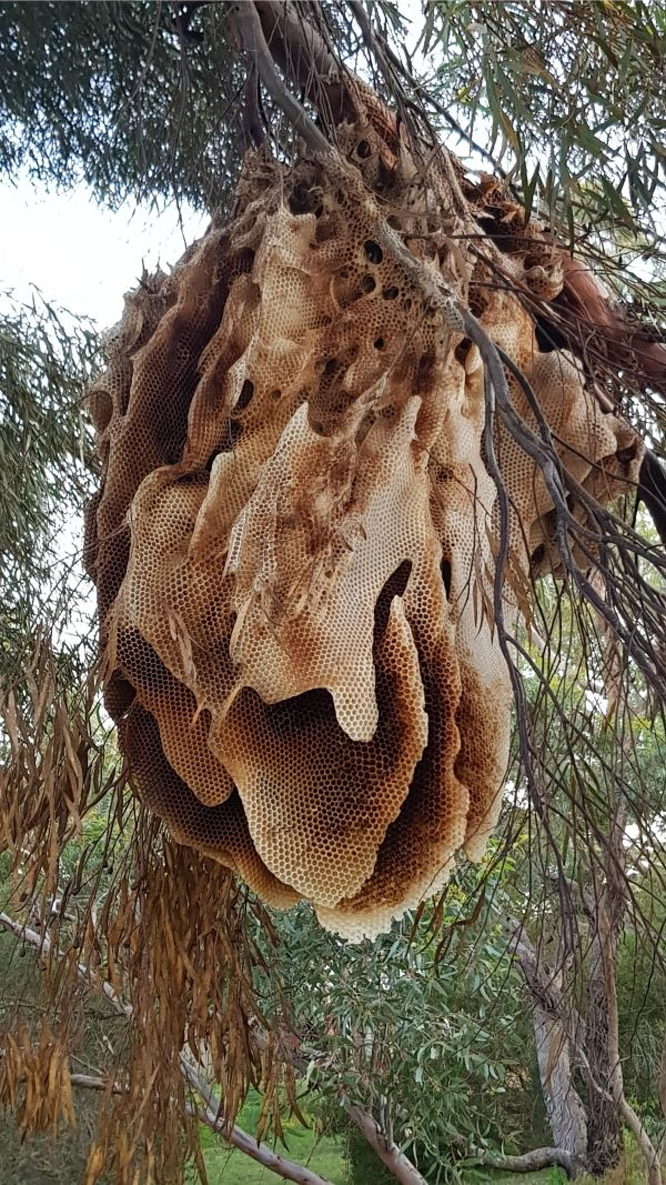 medicinal mushroom