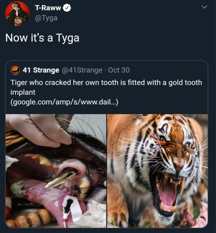 black twitter - TRaww Now it's a Tyga 41 Strange . Oct 30 Tiger who cracked her own tooth is fitted with a gold tooth implant google.comamps ...