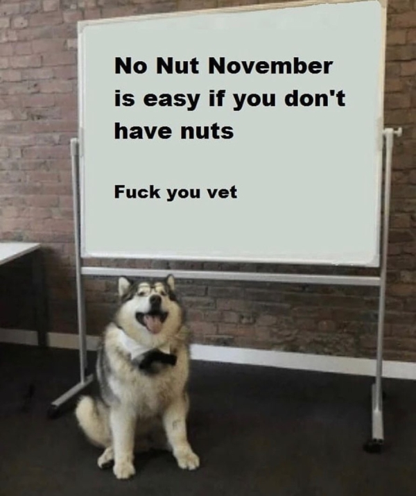 dog with whiteboard meme - No Nut November is easy if you don't have nuts Fuck you vet