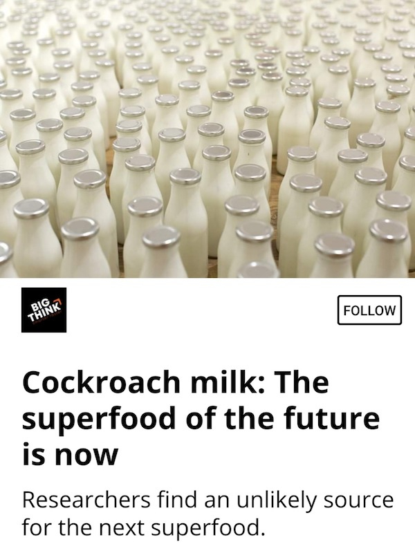 material - Big Think Cockroach milk The superfood of the future is now Researchers find an unly source for the next superfood.