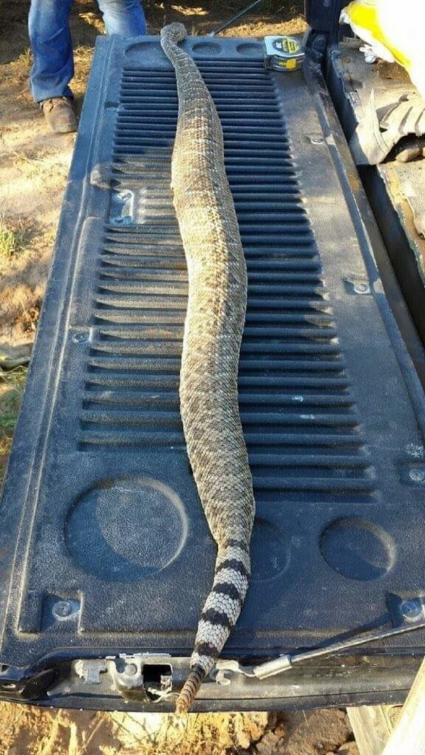 abilene tx rattlesnakes