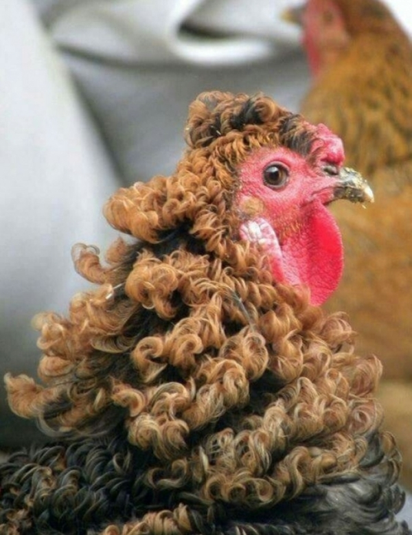 curly chicken
