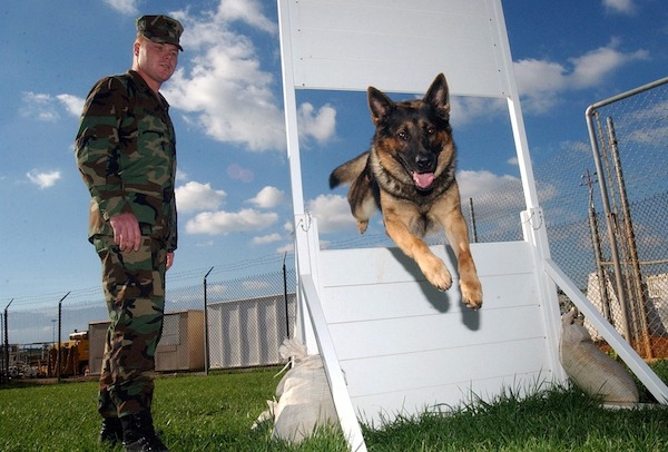 tan german shepherd jumping