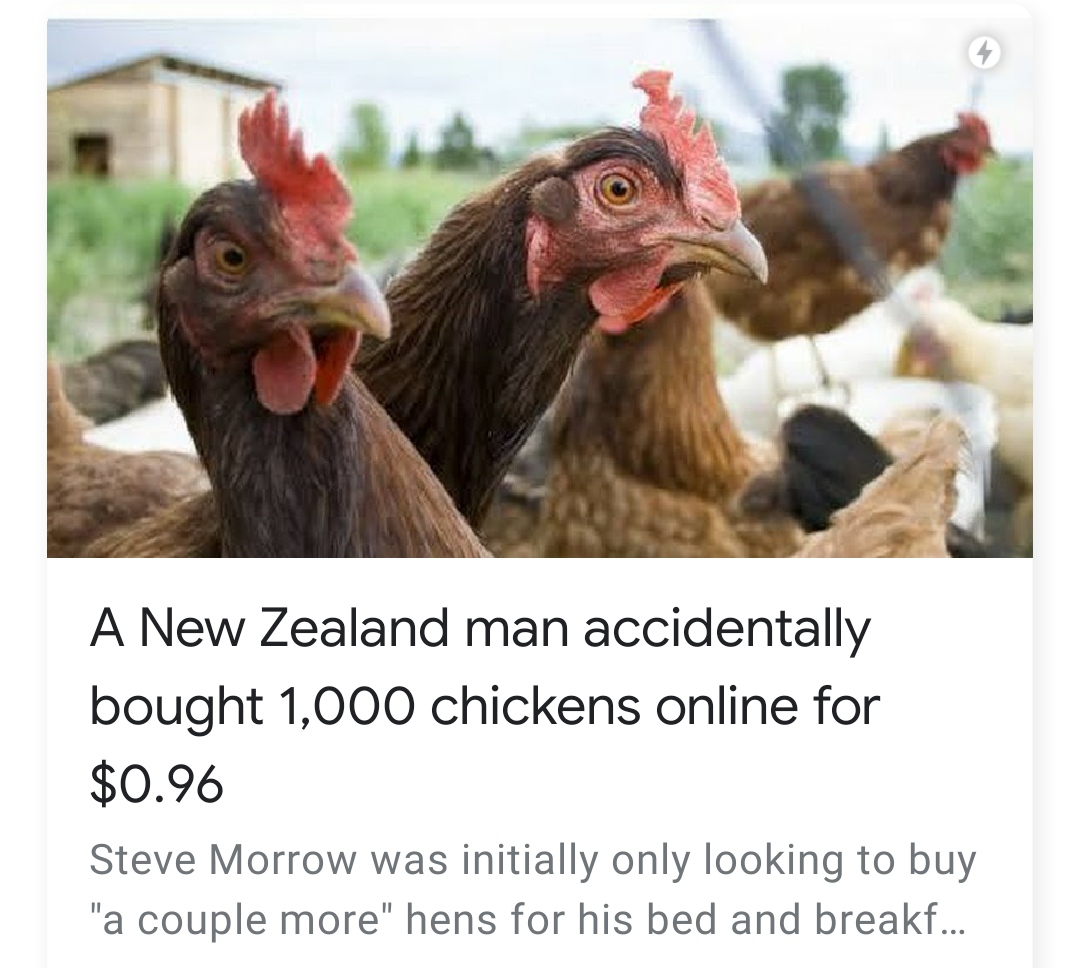 human chicken hybrid - A New Zealand man accidentally bought 1,000 chickens online for $0.96 Steve Morrow was initially only looking to buy "a couple more" hens for his bed and breakf...