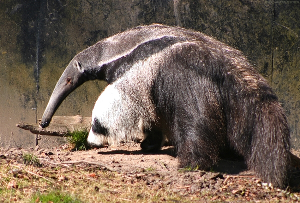 animal that looks like an anteater