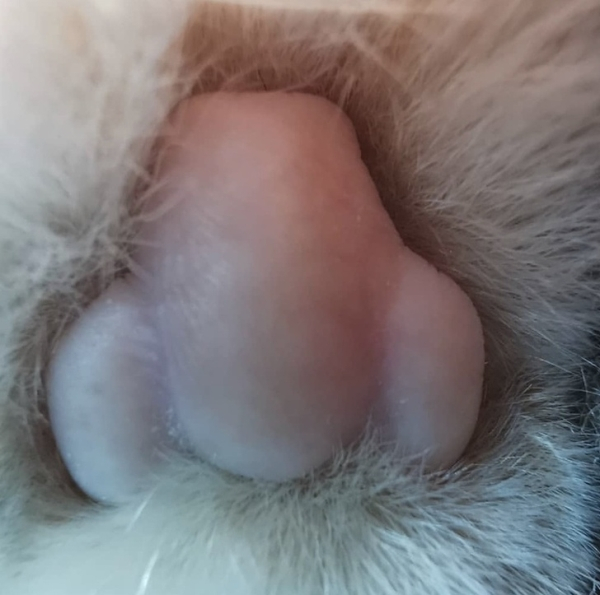 “Cats have old man noses on the undersides of their paws.”