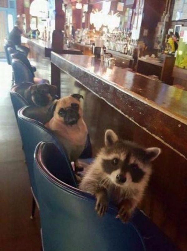 raccoon in bar