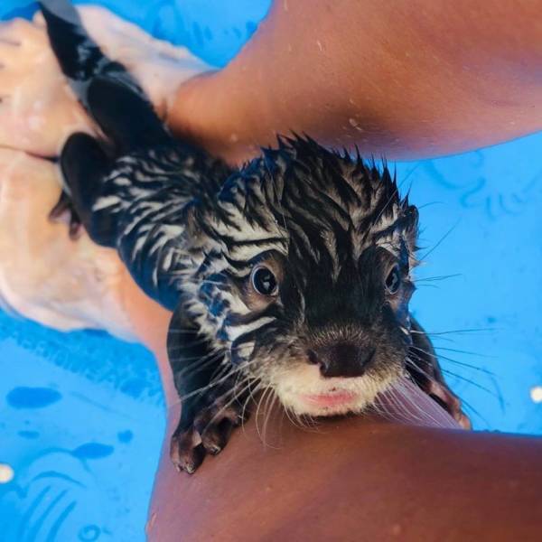 swimming with otters in louisiana