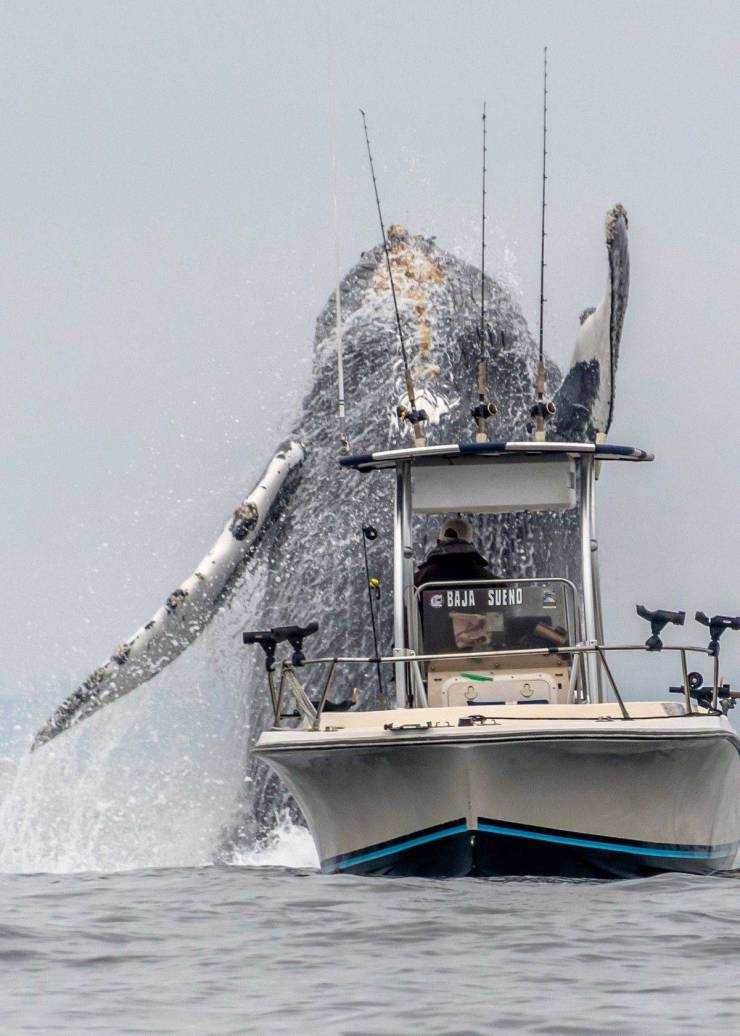 whale jumping near boat