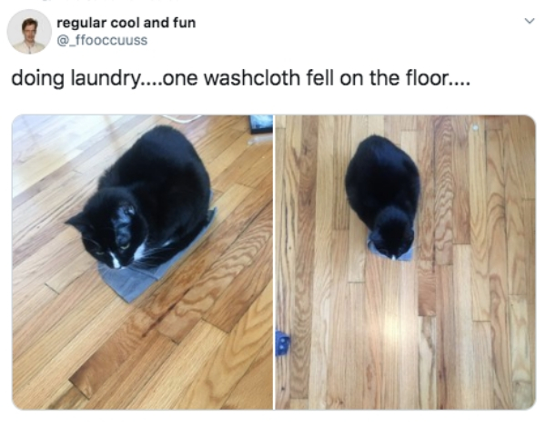 Cat - regular cool and fun doing laundry....one washcloth fell on the floor....