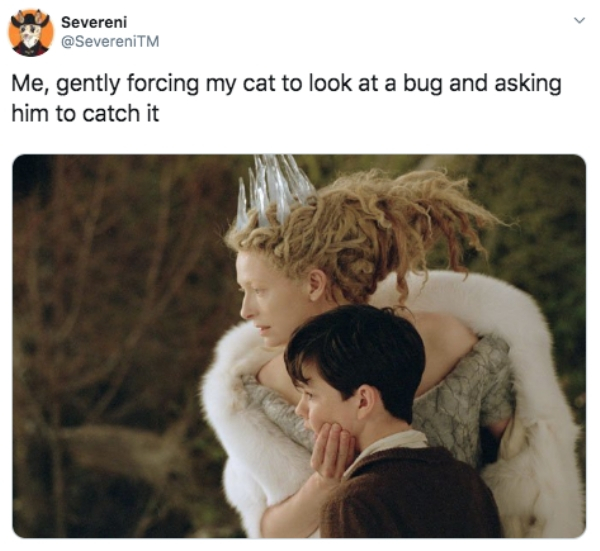narnia white witch and edmund - Severeni Me, gently forcing my cat to look at a bug and asking him to catch it