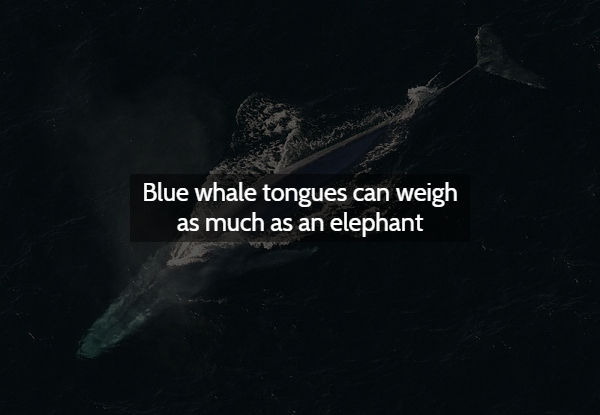 blue whales what is a whale - Blue whale tongues can weigh as much as an elephant