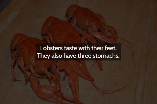 lobster - Lobsters taste with their feet. They also have three stomachs.