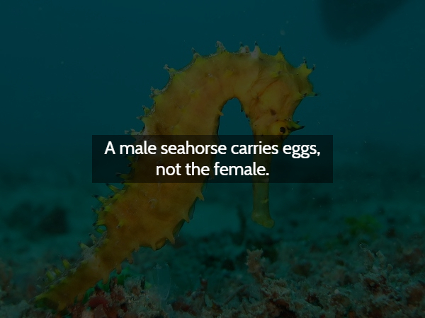 seahorse - A male seahorse carries eggs, not the female.