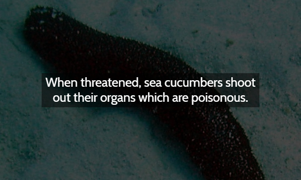 water - When threatened, sea cucumbers shoot out their organs which are poisonous.