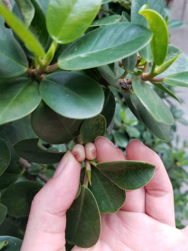 berries that look like boobs