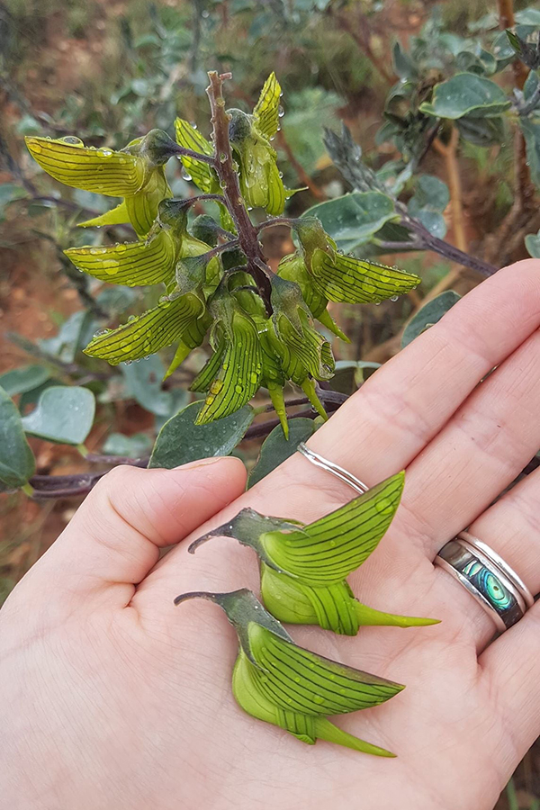 crotalaria cunninghamii