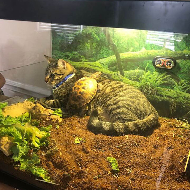 turtle with cat