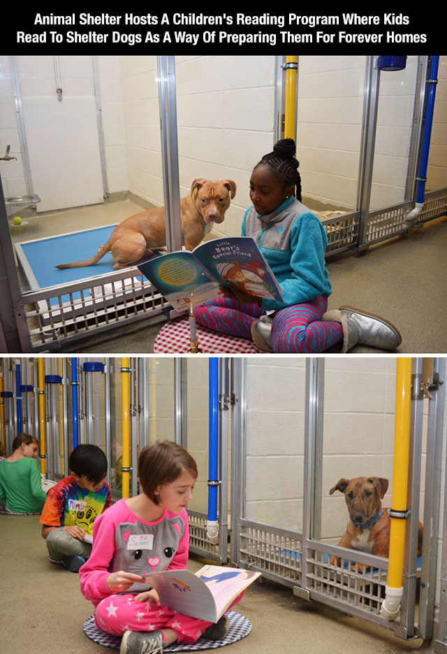 room - Animal Shelter Hosts A Children's Reading Program Where Kids Read To Shelter Dogs As A Way Of Preparing Them For Forever Homes