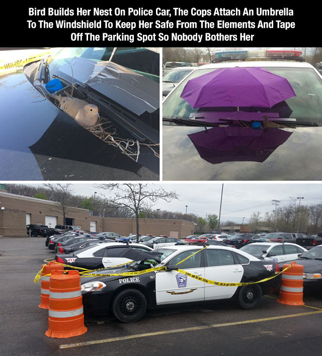 Bird Builds Her Nest On Police Car, The Cops Attach An Umbrella To The Windshield To Keep Her Safe From The Elements And Tape Off The Parking Spot So Nobody Bothers Her 187 Police