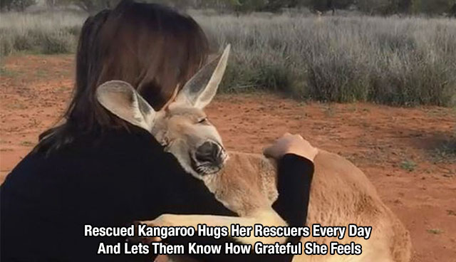 grateful animals - Rescued Kangaroo Hugs Her Rescuers Every Day And Lets Them Know How Grateful She feels