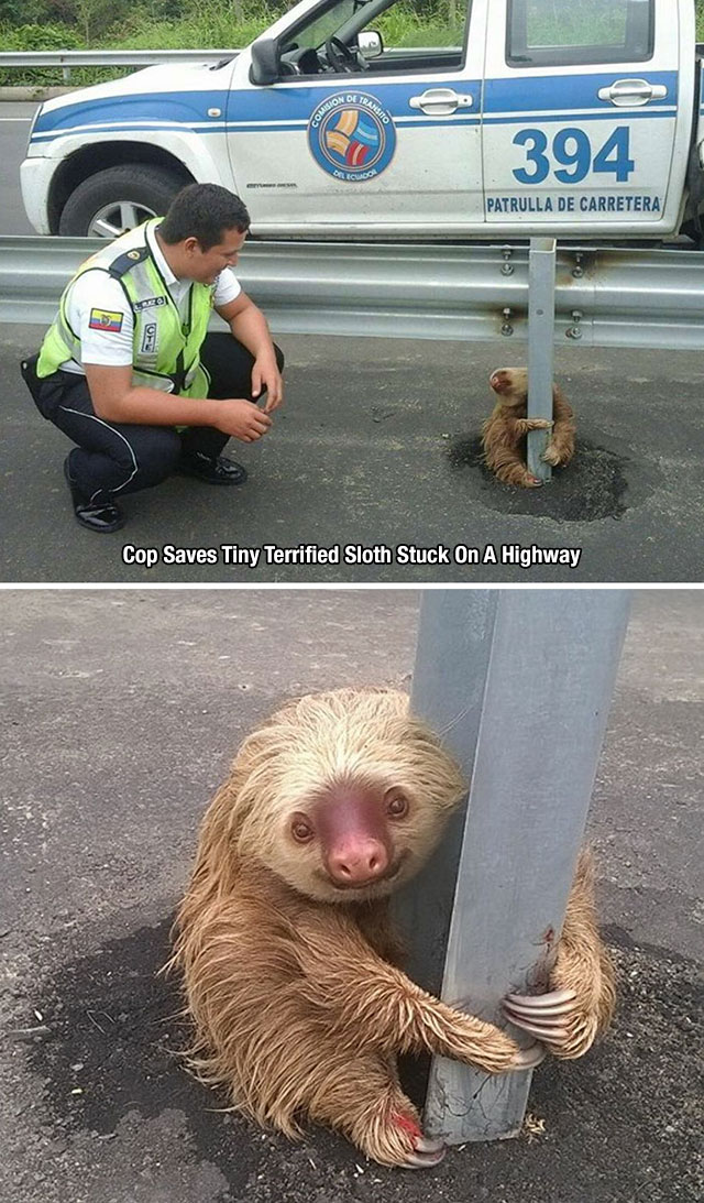 sloths on a street - 394 Patrulla De Carretera Cop Saves Tiny Terrified Sloth Stuck On A Highway