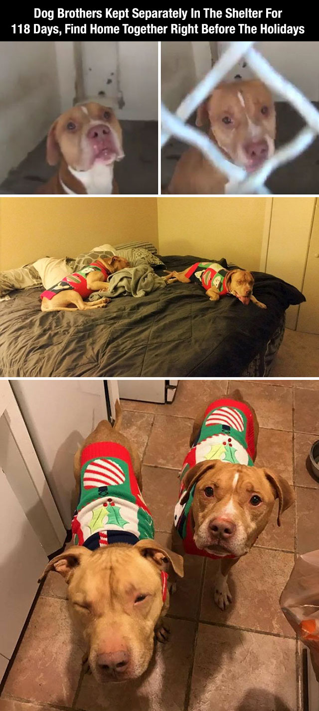 snout - Dog Brothers Kept Separately In The Shelter For 118 Days, Find Home Together Right Before The Holidays