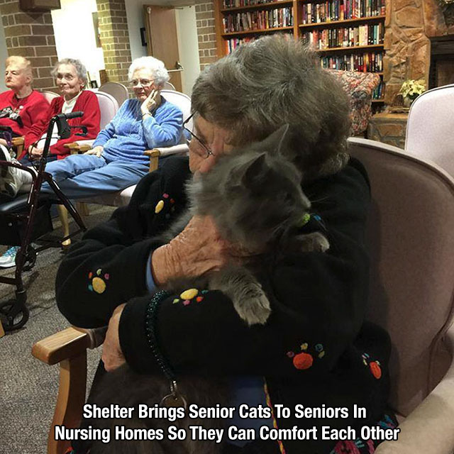 senior home cats - Shelter Brings Senior Cats To Seniors In Nursing Homes So They Can Comfort Each Other