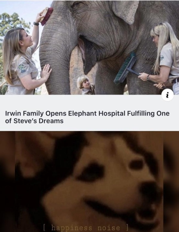happiness noise meme - Irwin Family Opens Elephant Hospital Fulfilling One of Steve's Dreams happiness noise