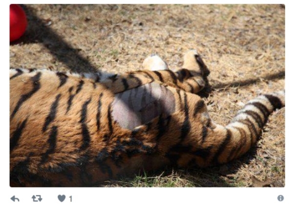 tiger striped skin